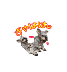 ミニチュアシュナウザーのコビィ（個別スタンプ：12）