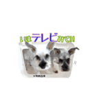 ミニチュアシュナウザーのコビィ（個別スタンプ：13）