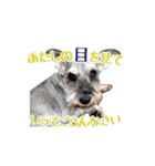 ミニチュアシュナウザーのコビィ（個別スタンプ：21）