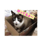 こはくさんスタンプ（個別スタンプ：4）