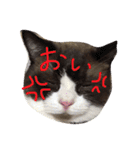 こはくさんスタンプ（個別スタンプ：5）