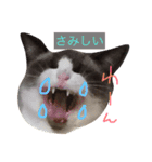 こはくさんスタンプ（個別スタンプ：11）