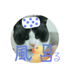 こはくさんスタンプ（個別スタンプ：12）
