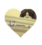 こはくさんスタンプ（個別スタンプ：13）