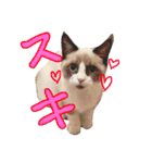 こはくさんスタンプ（個別スタンプ：14）