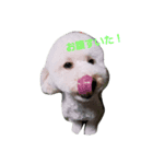 こーちゃんとレオ（個別スタンプ：5）