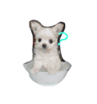 Coco goo（個別スタンプ：6）