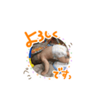hotaka's stamp（個別スタンプ：2）