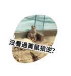 Animals Attack（個別スタンプ：6）