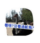 Animals Attack（個別スタンプ：7）