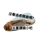 Animals Attack（個別スタンプ：8）