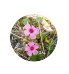 草花と景色（個別スタンプ：2）