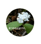 草花と景色（個別スタンプ：4）