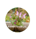 草花と景色（個別スタンプ：5）