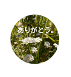 花や景色（個別スタンプ：4）