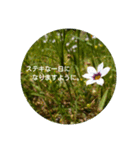 花や景色（個別スタンプ：6）