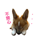 Corgi ~Miu Miu（個別スタンプ：1）