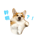 Corgi ~Miu Miu（個別スタンプ：2）