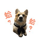 Corgi ~Miu Miu（個別スタンプ：3）