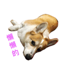 Corgi ~Miu Miu（個別スタンプ：4）