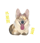 Corgi ~Miu Miu（個別スタンプ：5）