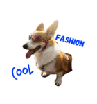 Corgi ~Miu Miu（個別スタンプ：7）