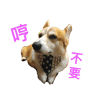 Corgi ~Miu Miu（個別スタンプ：8）