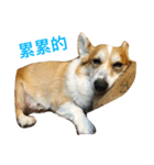 Corgi ~Miu Miu（個別スタンプ：9）