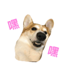 Corgi ~Miu Miu（個別スタンプ：10）