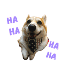Corgi ~Miu Miu（個別スタンプ：11）