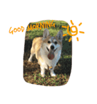 Corgi ~Miu Miu（個別スタンプ：12）