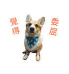 Corgi ~Miu Miu（個別スタンプ：13）