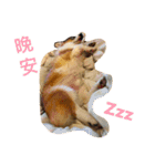 Corgi ~Miu Miu（個別スタンプ：14）
