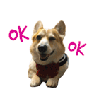 Corgi ~Miu Miu（個別スタンプ：15）