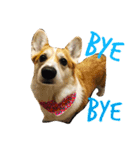 Corgi ~Miu Miu（個別スタンプ：16）