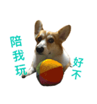 Corgi ~Miu Miu（個別スタンプ：17）