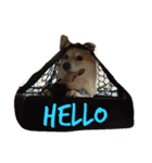 Corgi ~Miu Miu（個別スタンプ：18）