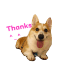 Corgi ~Miu Miu（個別スタンプ：19）