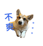 Corgi ~Miu Miu（個別スタンプ：20）