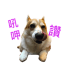 Corgi ~Miu Miu（個別スタンプ：21）