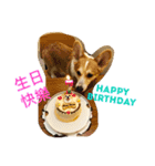 Corgi ~Miu Miu（個別スタンプ：23）