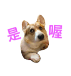 Corgi ~Miu Miu（個別スタンプ：24）