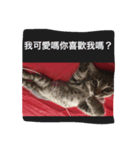 Qiaohu（個別スタンプ：5）