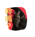 Qiaohu（個別スタンプ：6）