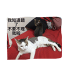 Qiaohu（個別スタンプ：8）