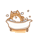 Not cute Shiba dogs（個別スタンプ：31）