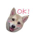 柴犬もかもこ2017（個別スタンプ：1）