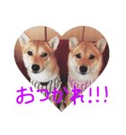 柴犬もかもこ2017（個別スタンプ：3）