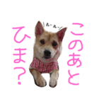 柴犬もかもこ2017（個別スタンプ：4）