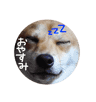 柴犬もかもこ2017（個別スタンプ：5）